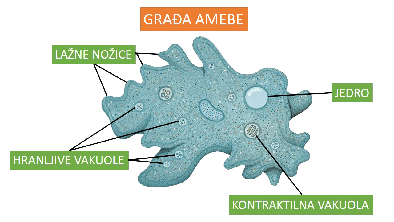 gradja_amebe-min